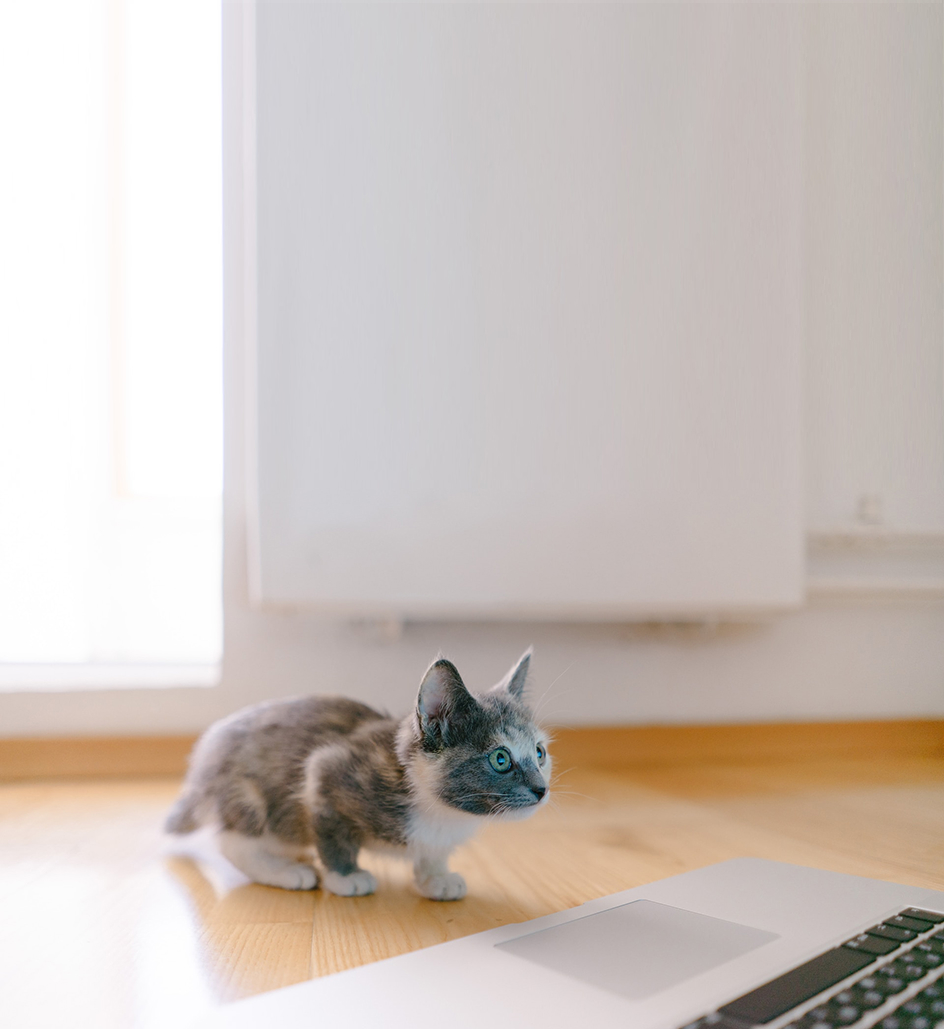 パソコンと子猫の写真